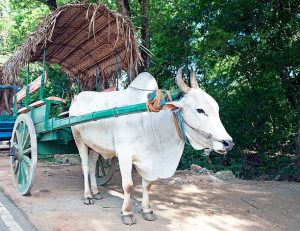 Village tours Bullock cart riding and catamaran riding habarana sigiriya dambulla sri lankan riders