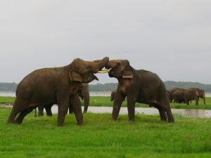 Round tour (14 days/13 nights sri lankan riders