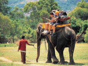 Elephant riding