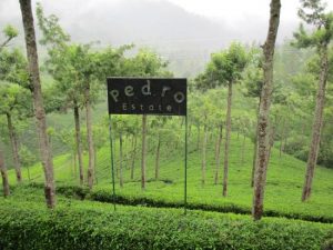 Pedro Tea Estate and Around