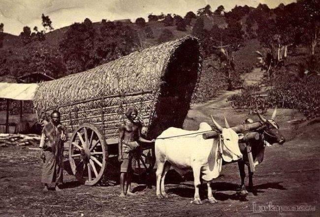 Old ceylon | bull cart