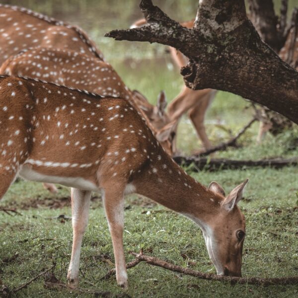 Yala national park with sri lankan riders