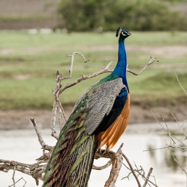 Wild life tours with sri lankan riders