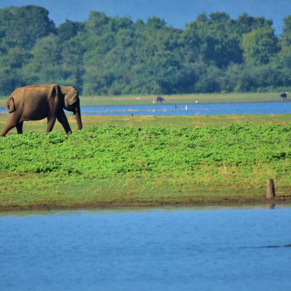 Udawalawa national park with sri lankan riders