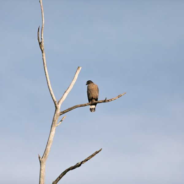 Kaudulla national park with sri lankan riders