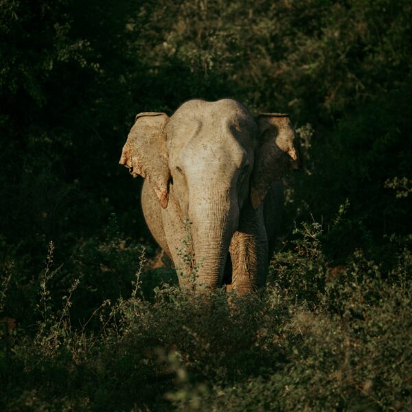 Kaudulla national park