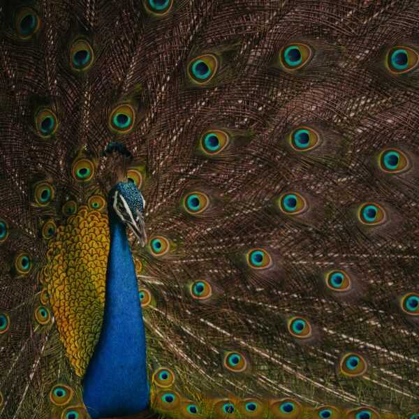 Kumana national park with srilankan Riders