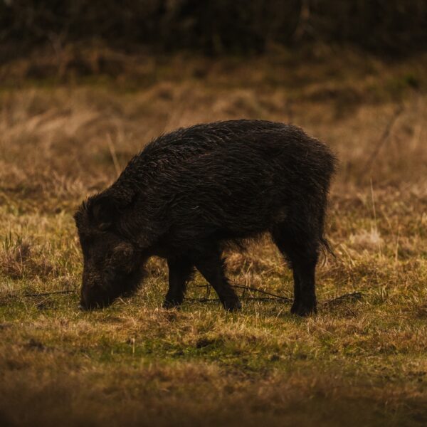 Kaudulla national park with sri lankan riders