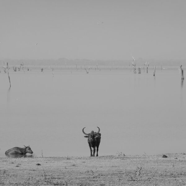 Udawalawa national park with sri lankan riders