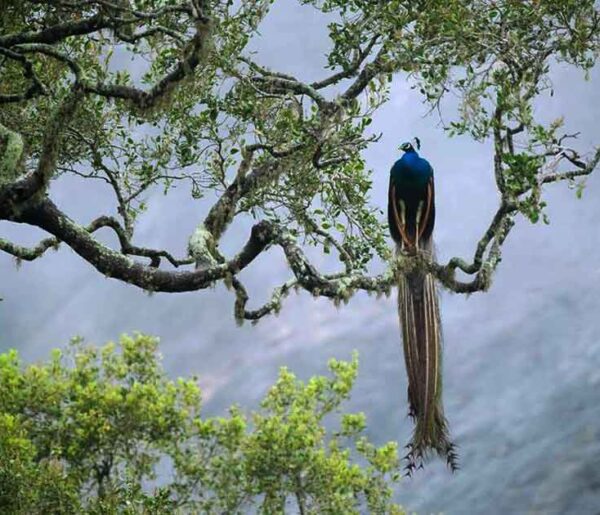 Hiking sri lankan riders