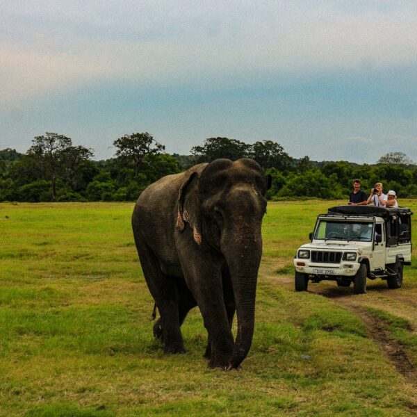 Kaudulla national park with sri lankan riders