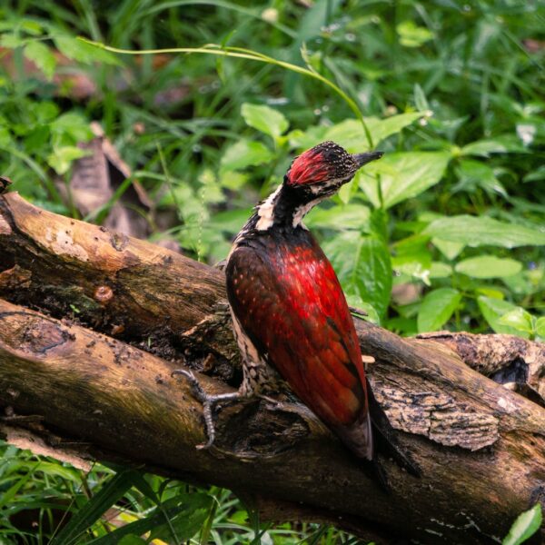 Minneriya park sri lanka