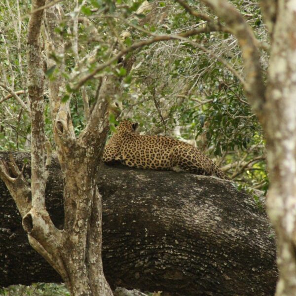Willpattu park sri lankan riders