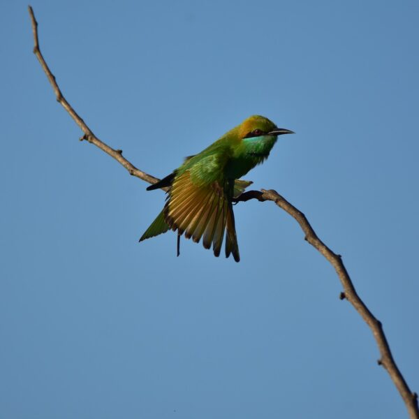Minneriya park sri lanka sri lankan riders
