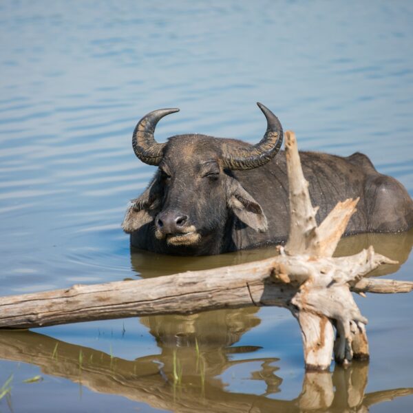 Bundala wildlife national park sri lanka