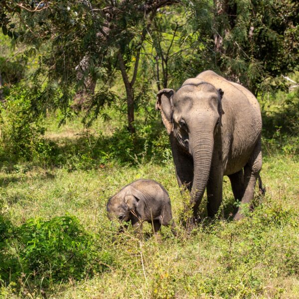 Wasgamuwa national park sri lankan riders