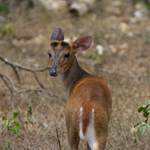 Willpattu park sri lankan riders