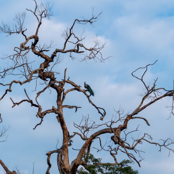 Bundala wildlife national park sri lanka