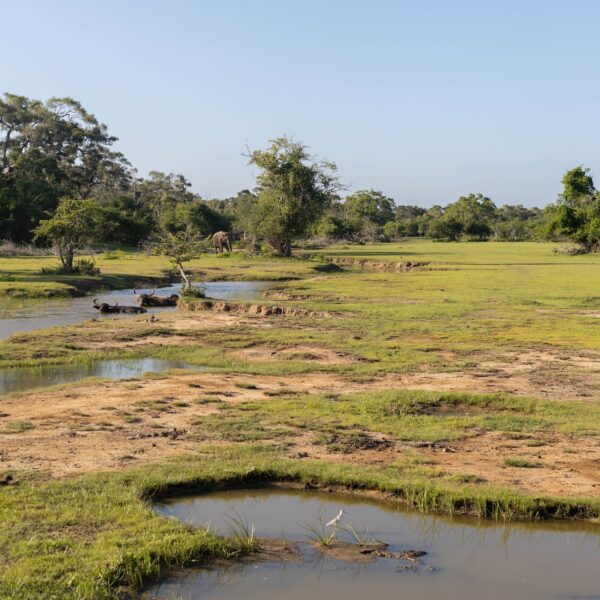 Kumana park sri lanka