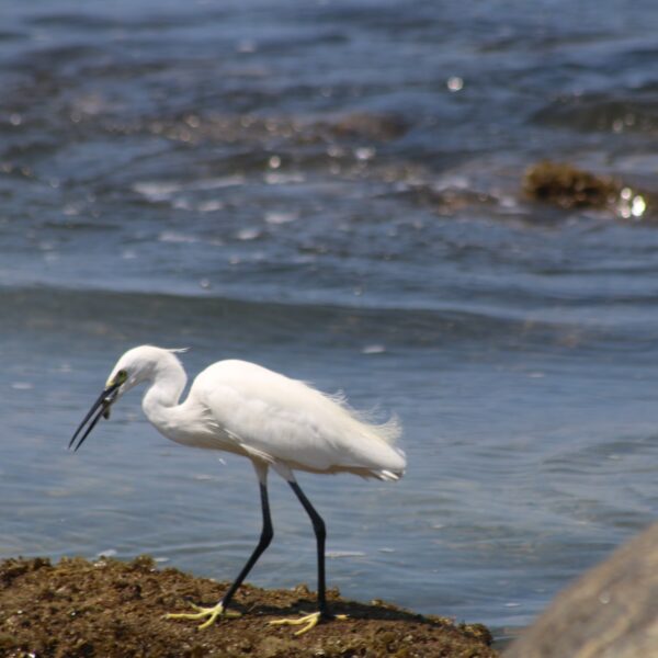 Wildlife sri lankan riders