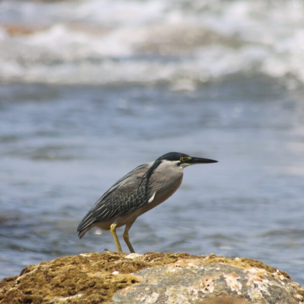 Wildlife national park sri lanka bundala
