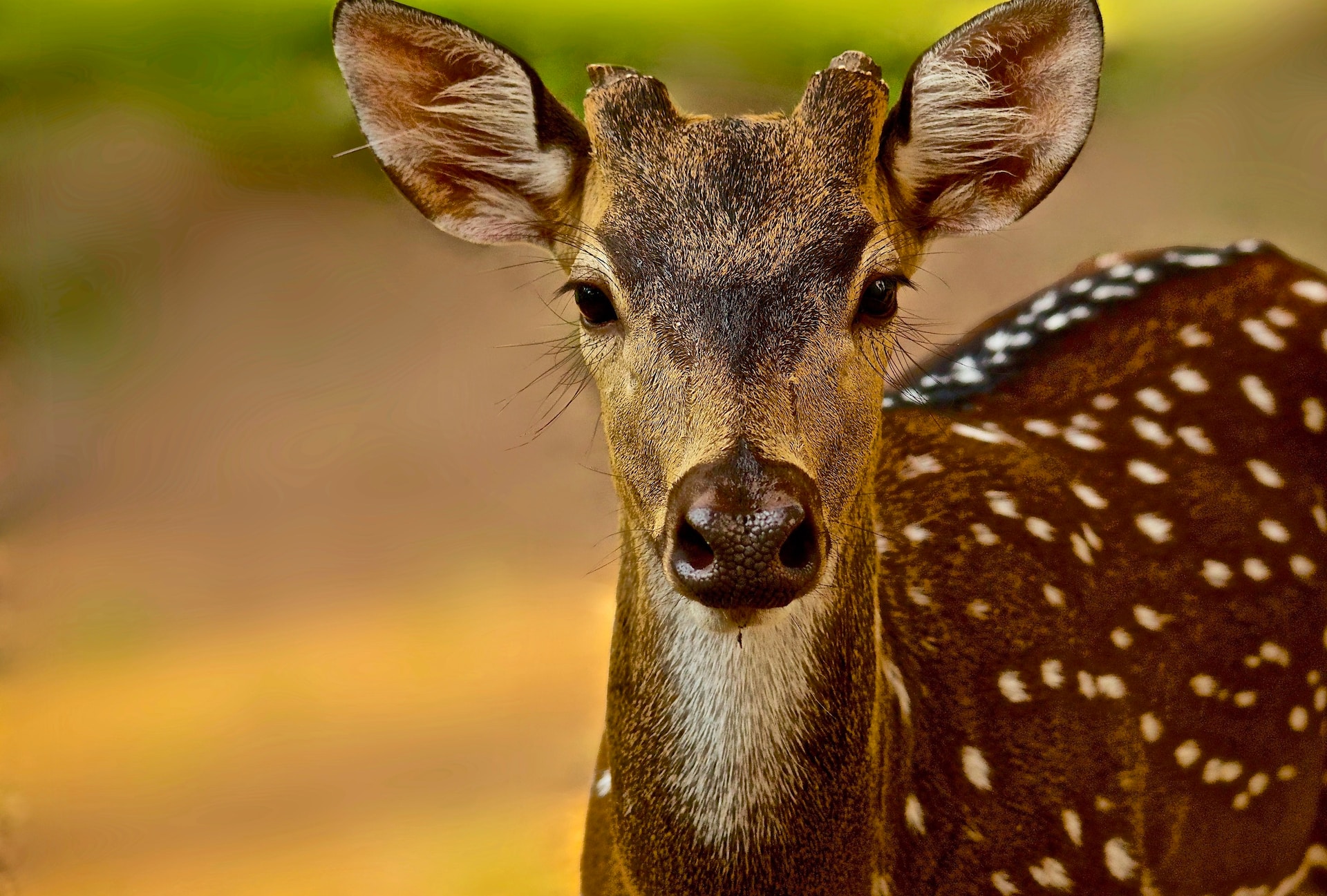 Kaudulla park sri lankan riders