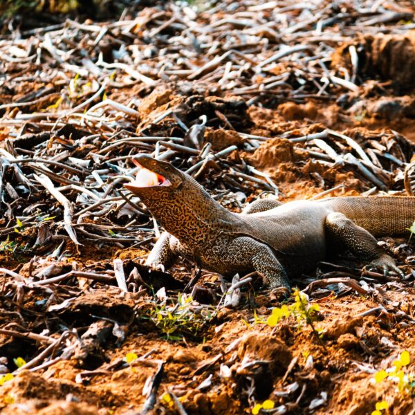 Willpattu park sri lankan riders