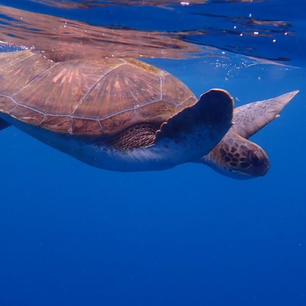 Sea turtle
