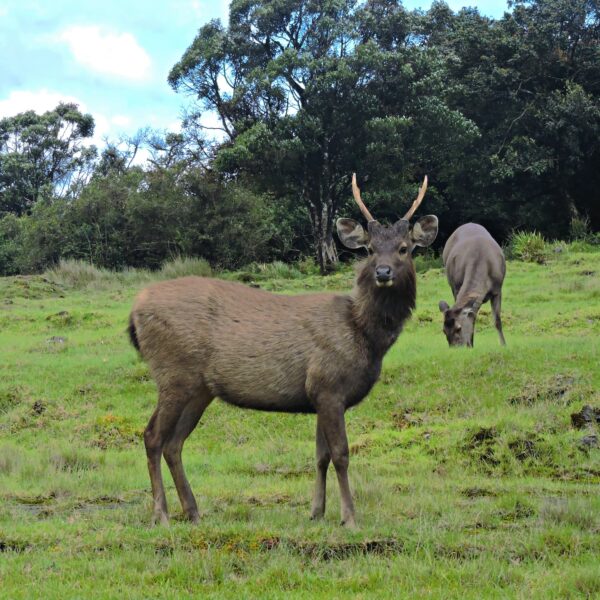Sambar Deer