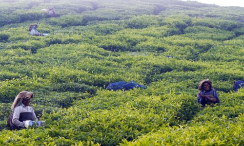 tea factory sri lanka