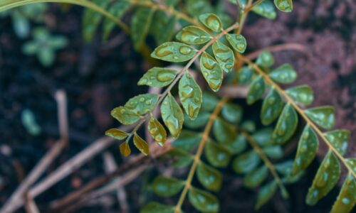 sri lankan riders spices blogs