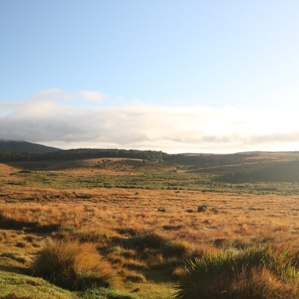 Nuwaraeliya sri lanka