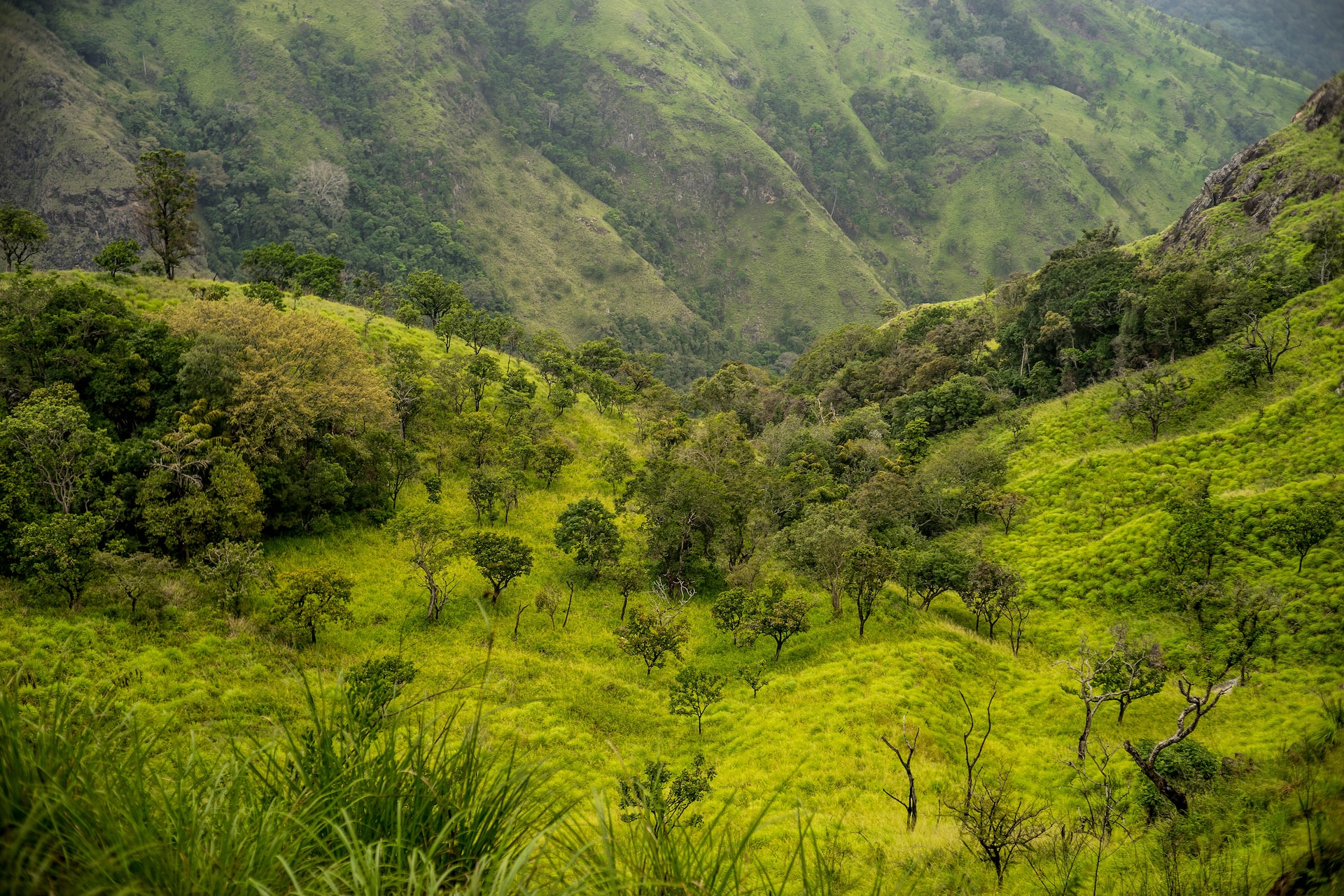 ella-hill-country-sri-lanka-sri-lankan-riders-holiday-tours