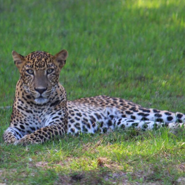 Sri Lankan Leopard