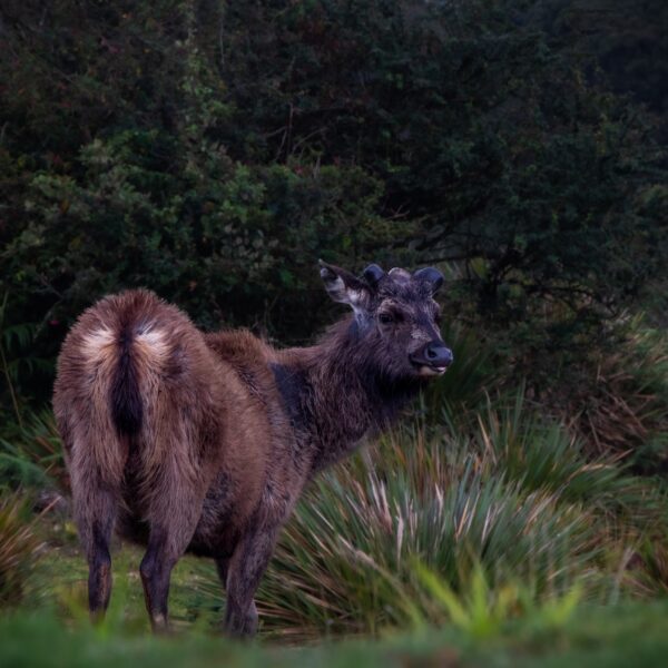 Horton plains sri lankan riders