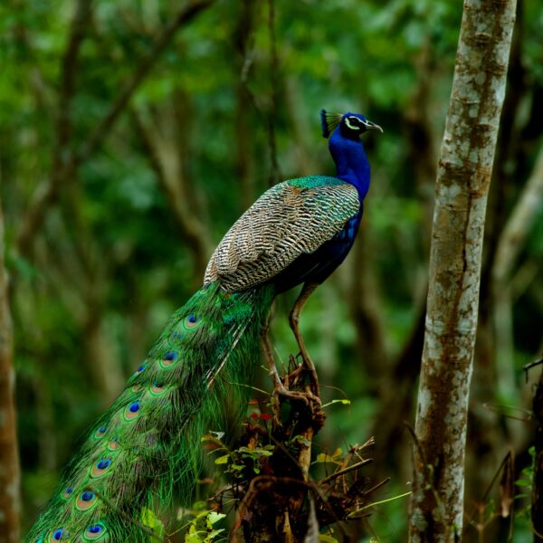 Sinharaja forest flora