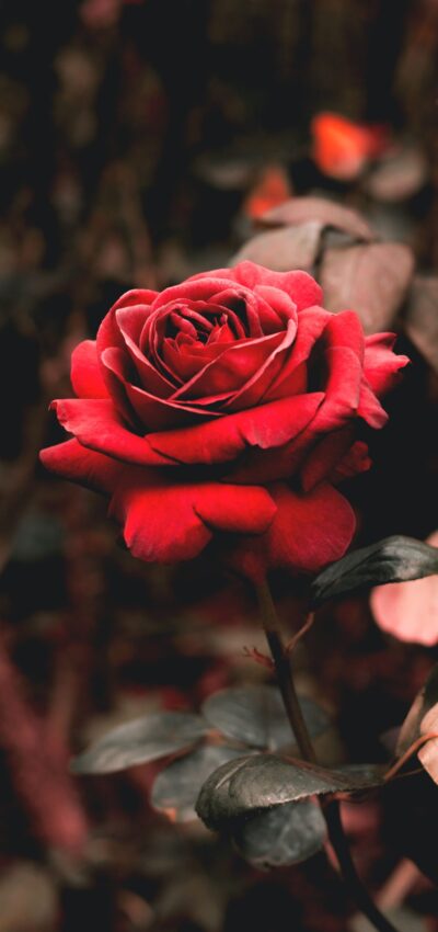 botanical garden srilanka